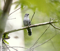 Thamnophilus amazonicus