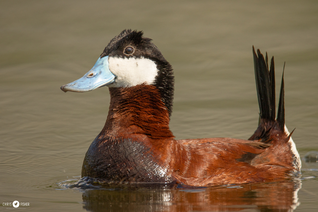 Ruddy Duck (Oxyura jamaicensis) photo