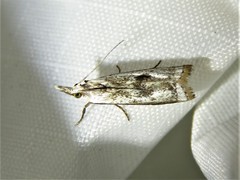 Microcrambus croesus