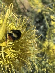 Bombus crotchii