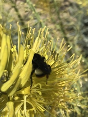 Bombus crotchii
