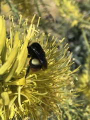 Bombus crotchii
