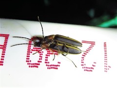 Oxycopis mimetica