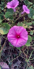Ipomoea asarifolia