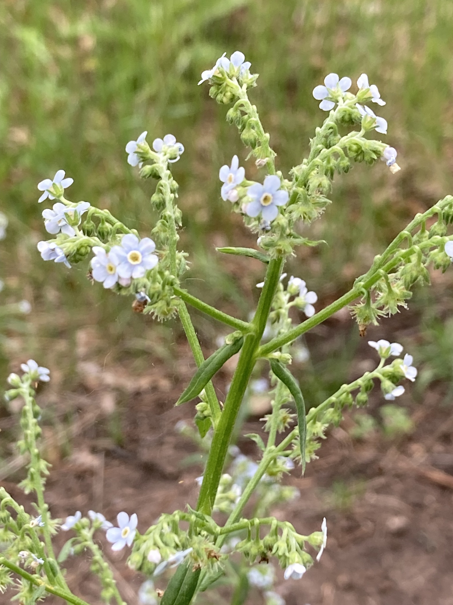 Hackelia floribunda