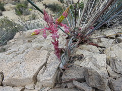 Dudleya saxosa