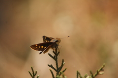 Lon melane vitellina