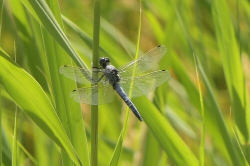 Black-tailed Skimmer