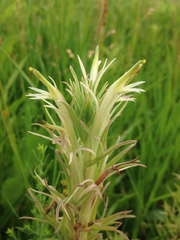 Castilleja sessiliflora