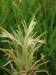 Castilleja sessiliflora
