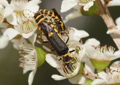 Chauliognathus fernshawensis