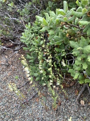 Streptanthus glandulosus secundus