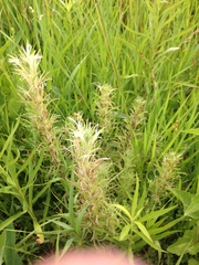Castilleja sessiliflora
