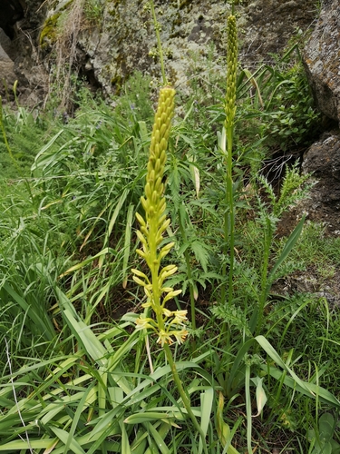 fakľa obdivuhodná (Eremurus spectabilis)