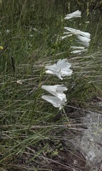 Paradisea liliastrum