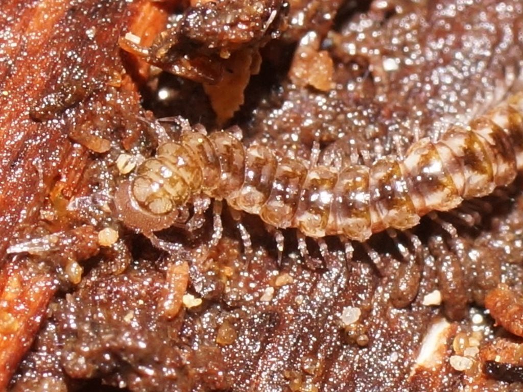 Lissodesmus otwayensis