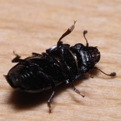 Glischrochilus hortensis