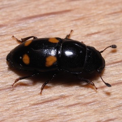 Glischrochilus hortensis