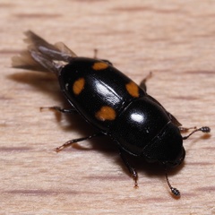 Glischrochilus hortensis