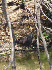 Circaetus cinerascens