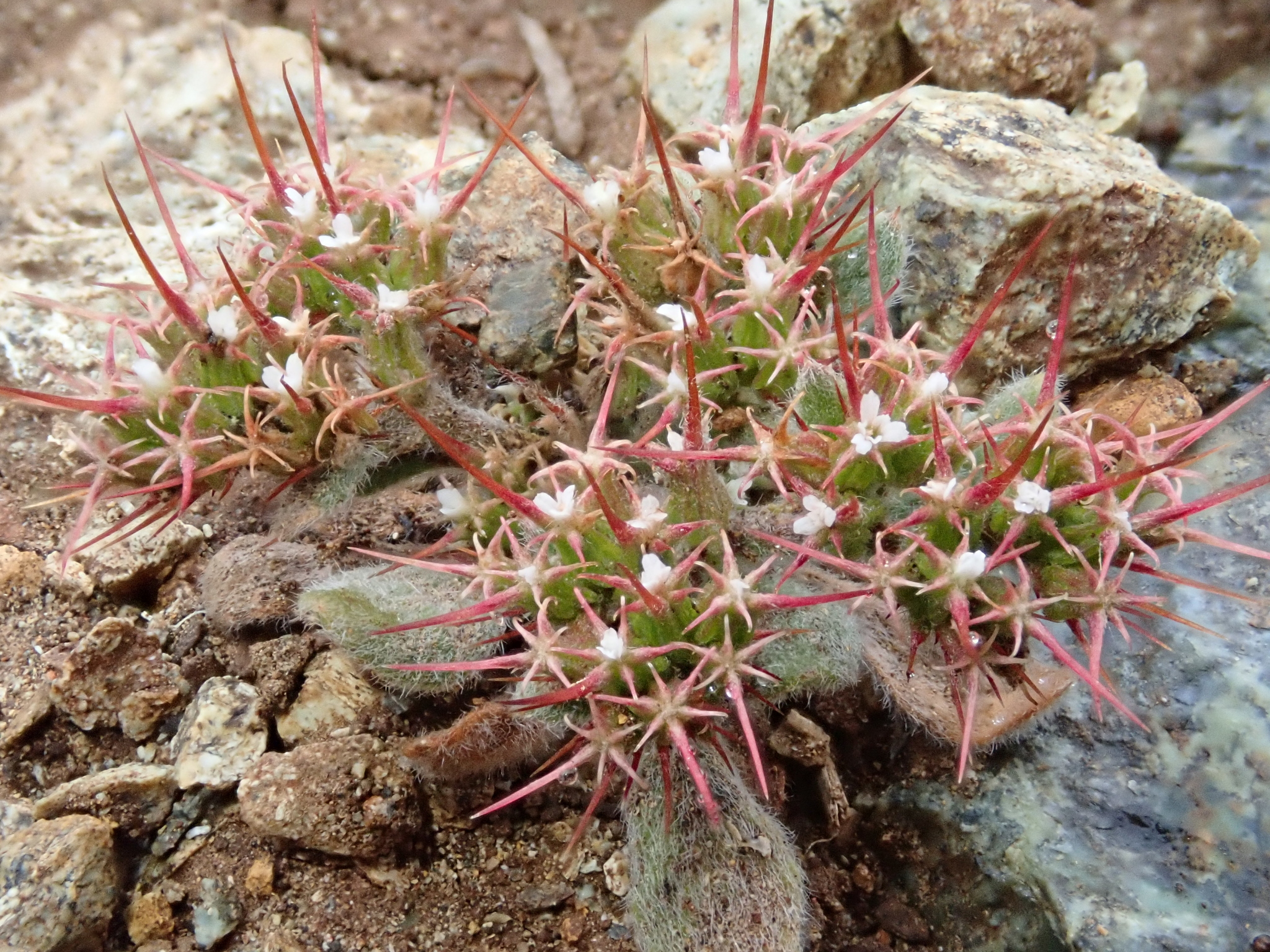 Chorizanthe uniaristata
