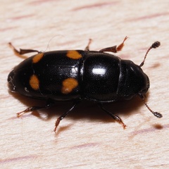 Glischrochilus hortensis