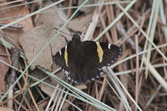 Thorybes pseudocellus