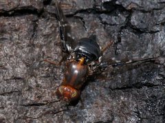 Acanthonevroides basalis