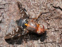 Acanthonevroides basalis