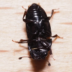 Glischrochilus hortensis