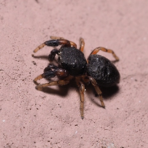 Oak Jumping Spider