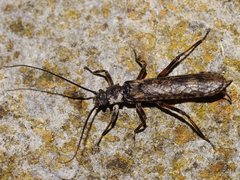 Tasmanoperla larvalis