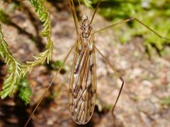 Austrolimnophila relicta