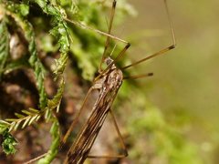 Austrolimnophila relicta