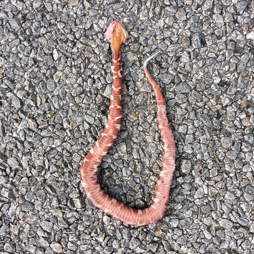 Broad-banded Copperhead