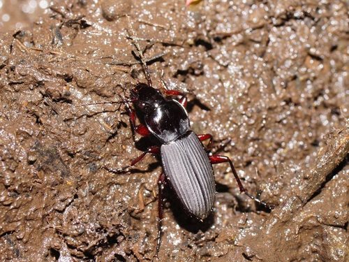 Loxodactylus