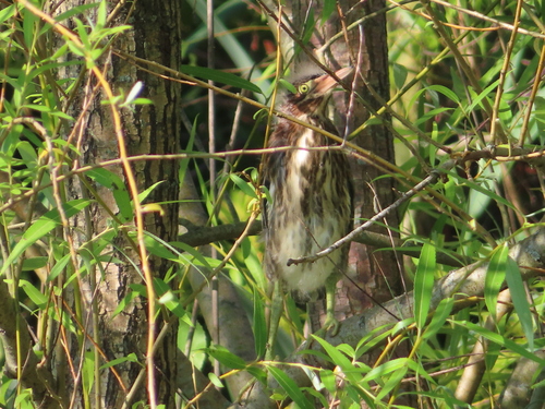 Green Heron photographed in Maryland