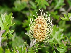 Grevillea willisii