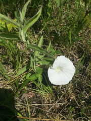 Calystegia spithamaea