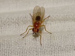 Facilina commoni