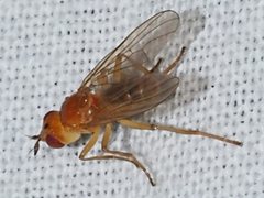 Facilina commoni