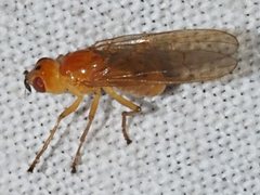 Facilina commoni