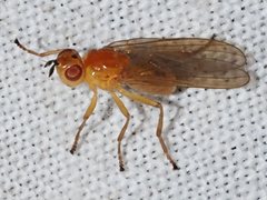 Facilina commoni