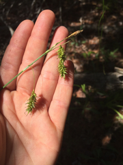 Carex castanea