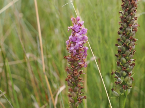Image of Gymnadenia densiflora by (c) CDO'F, some rights reserved (CC BY)