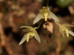 Bulbophyllum exiguum