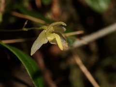 Bulbophyllum exiguum