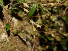 Bulbophyllum exiguum