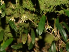 Bulbophyllum exiguum