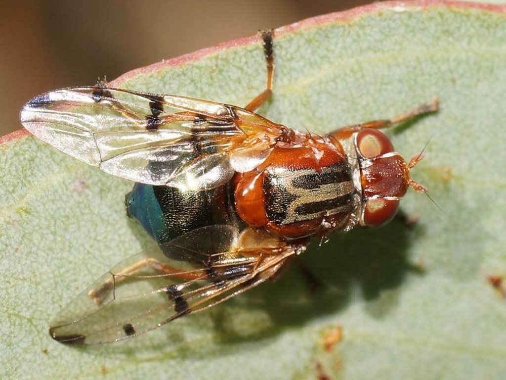 Lamprogaster relucens